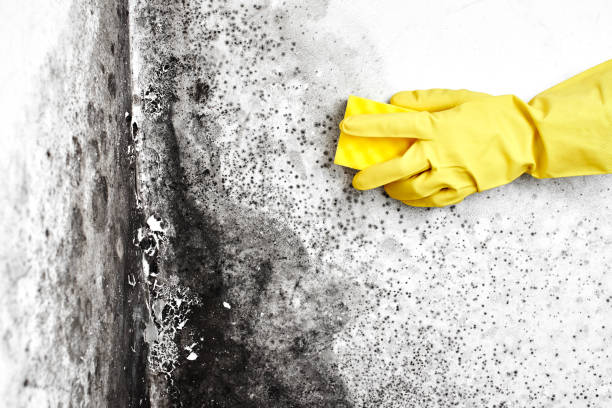 Certified Mold Removal in Smithville, NJ