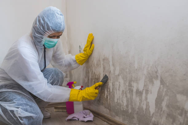 Best Home Mold Removal  in Smithville, NJ