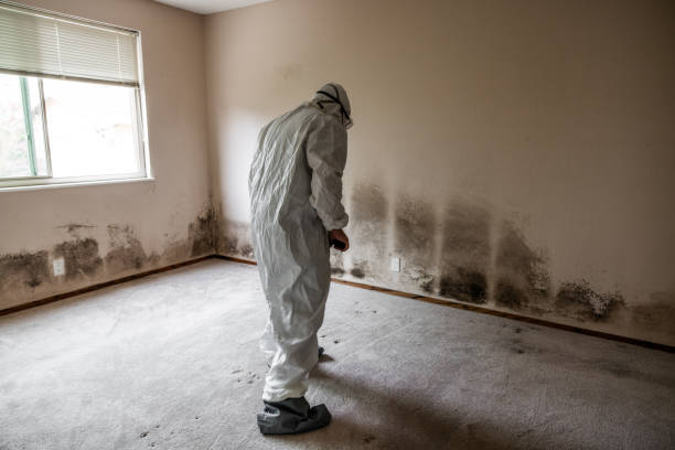 Home Mold Removal in Smithville, NJ