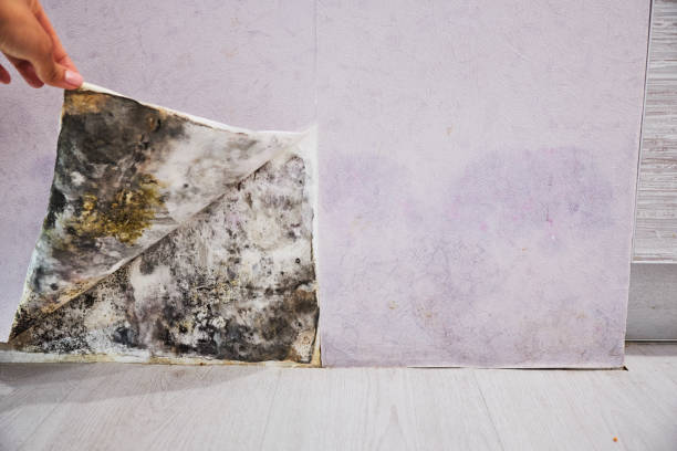 Best Fast Mold Removal  in Smithville, NJ